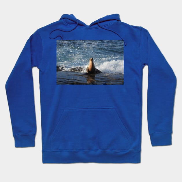 California Sea Lion, Marine Life, Wildlife, Nature Hoodie by sandyo2ly